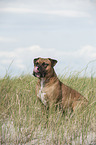 sitting Olde English Bulldog