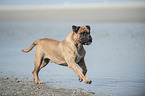 running Olde English Bulldog