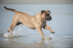 running Olde English Bulldog