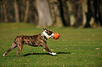 young Olde English Bulldog