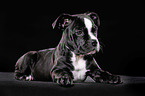 Olde English Bulldog Puppy