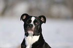 Olde English Bulldog  in snow