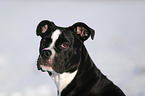 Olde English Bulldog  in snow