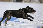 Olde English Bulldog  in snow