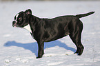 Olde English Bulldog  in snow