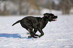 Olde English Bulldog  in snow