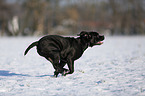 Olde English Bulldog  in snow