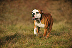 running Olde English Bulldog