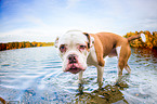 badender Olde English Bulldog