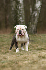 Olde English Bulldog