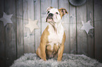 sitting Olde English Bulldog Puppy