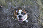 sitting Olde English Bulldog