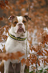 sitting Olde English Bulldog