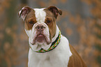 Olde English Bulldog portrait