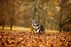 running Olde English Bulldog