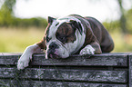 lying Olde English Bulldog