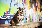 Olde English Bulldog in front of scratchwork