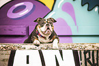 Olde English Bulldog in front of scratchwork