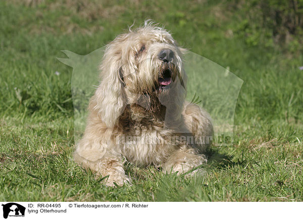 liegender / lying Otterhound / RR-04495