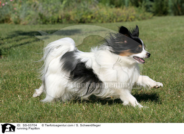 rennender Papillon / running Papillon / SS-03704