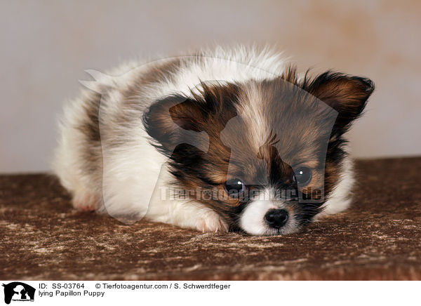 Papillon Welpe / Papillon Puppy / SS-03764