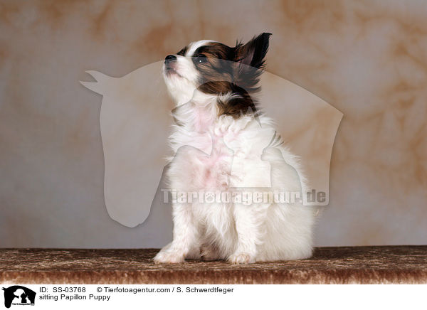 Papillon Welpe / Papillon Puppy / SS-03768