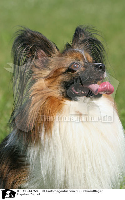 Papillon Portrait / Papillon Portrait / SS-14753