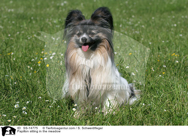Papillon sitzt auf Wiese / Papillon sitting in the meadow / SS-14775