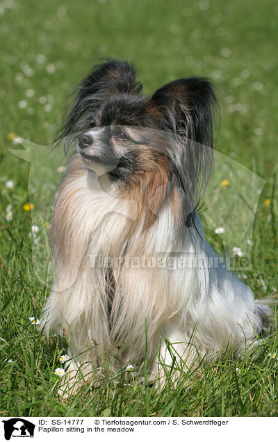 Papillon sitzt auf Wiese / Papillon sitting in the meadow / SS-14777