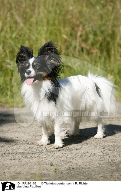 stehender Papillon / standing Papillon / RR-20102