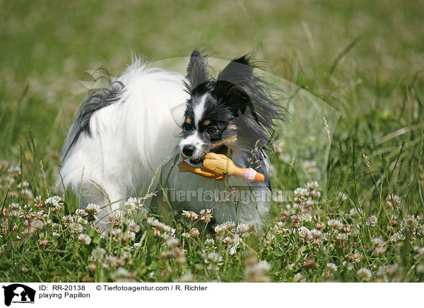 spielender Papillon / playing Papillon / RR-20138