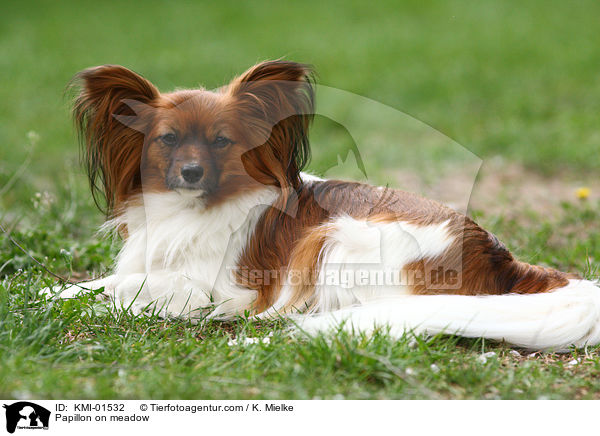 Papillon auf Wiese / Papillon on meadow / KMI-01532