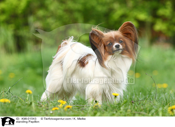 stehender Papillon / standing Papillon / KMI-01543