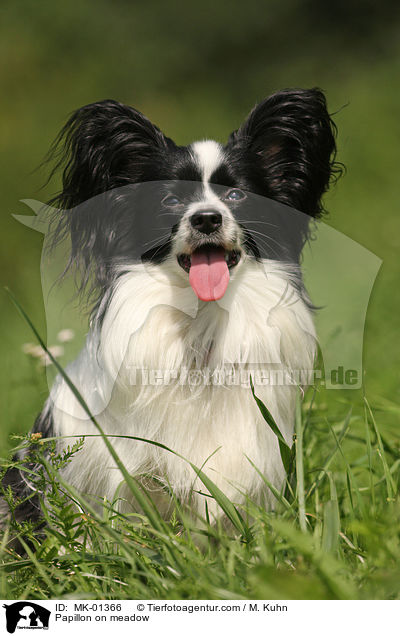 Papillon auf Wiese / Papillon on meadow / MK-01366