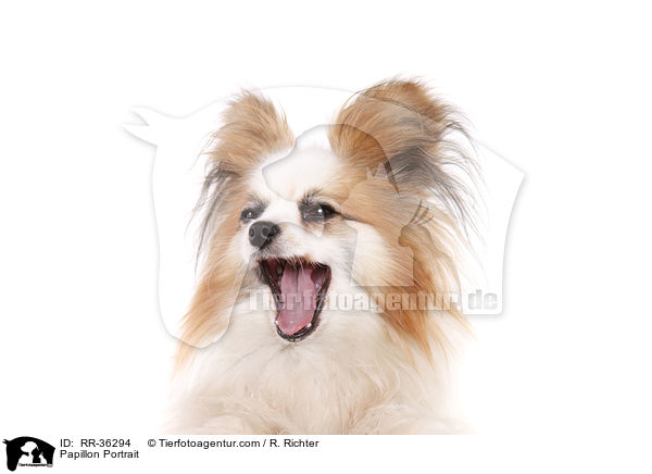 Papillon Portrait / Papillon Portrait / RR-36294