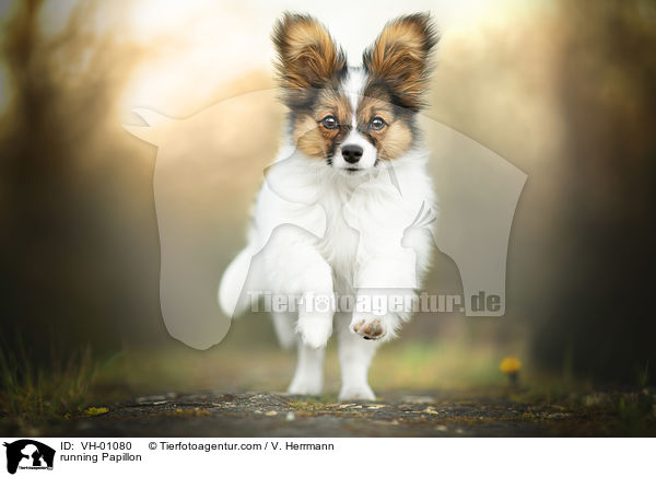 rennender Papillon / running Papillon / VH-01080