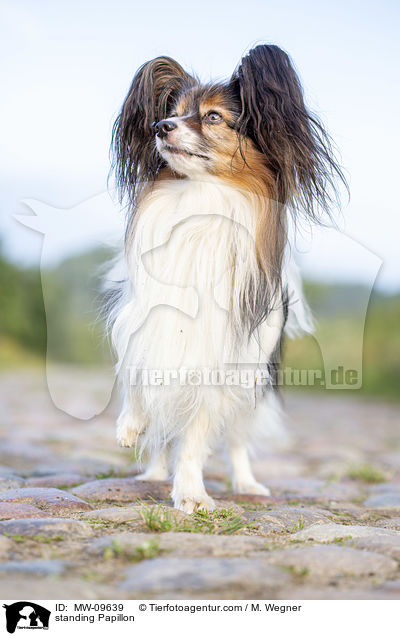 stehender Papillon / standing Papillon / MW-09639