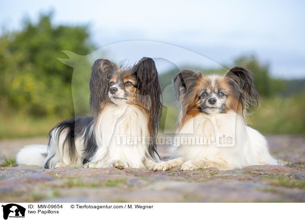 zwei Papillons / two Papillons / MW-09654