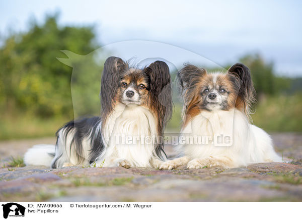 zwei Papillons / two Papillons / MW-09655