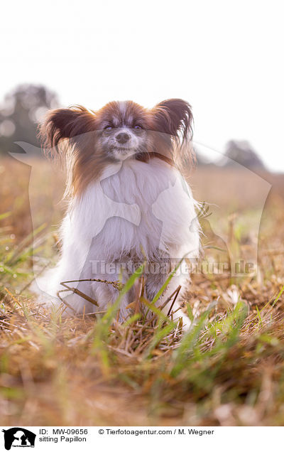 sitzender Papillon / sitting Papillon / MW-09656