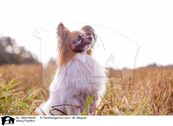 sitzender Papillon / sitting Papillon / MW-09658