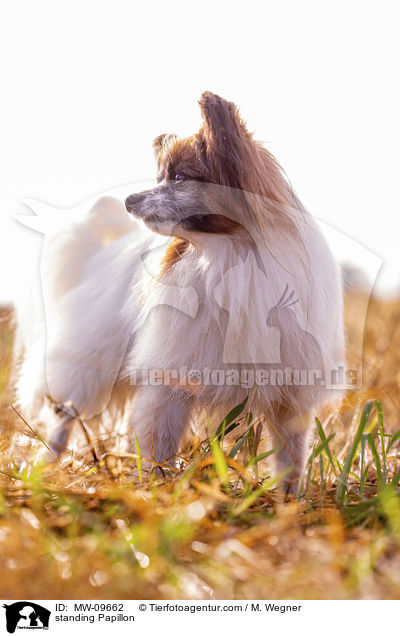 stehender Papillon / standing Papillon / MW-09662