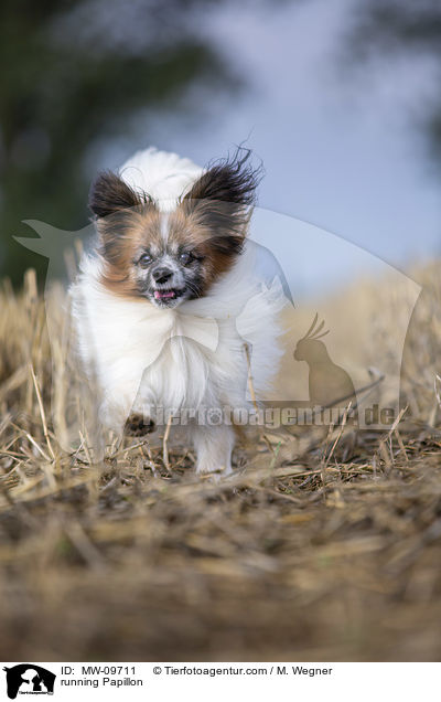 rennender Papillon / running Papillon / MW-09711