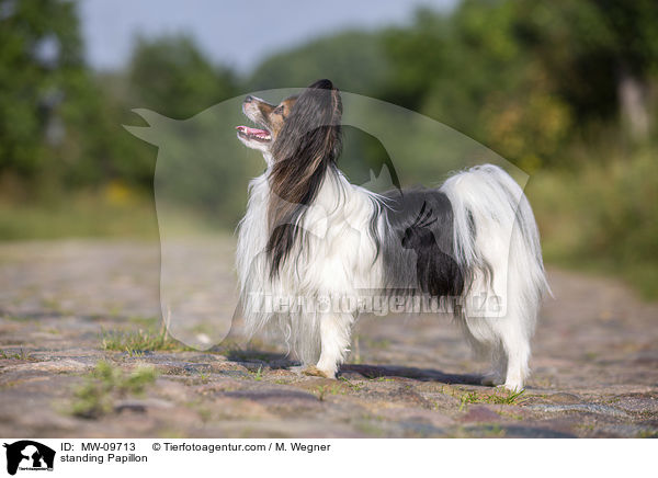 stehender Papillon / standing Papillon / MW-09713