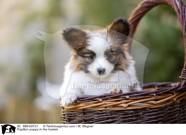 Papillon Welpe im Krbchen / Papillon puppy in the basket / MW-09721