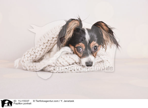 Papillon Portrait / Papillon portrait / YJ-15337