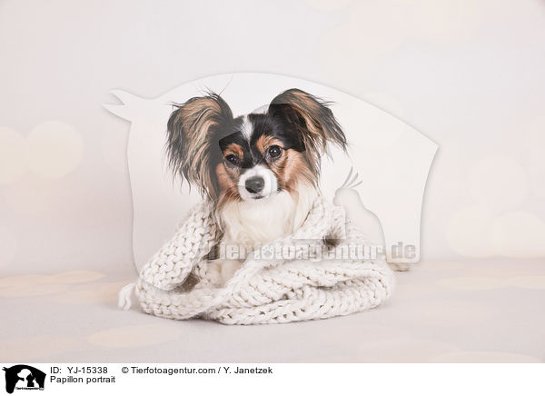 Papillon Portrait / Papillon portrait / YJ-15338