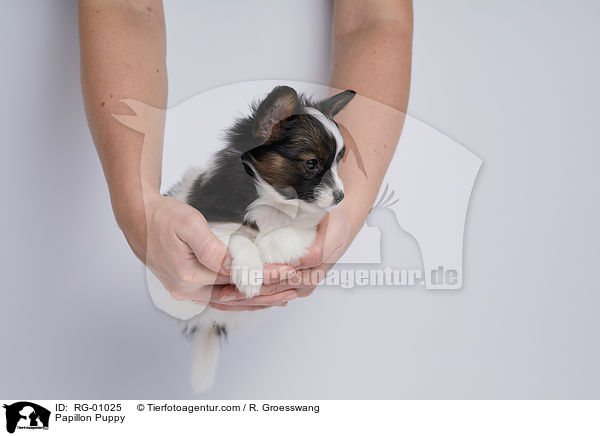 Papillon Welpe / Papillon Puppy / RG-01025