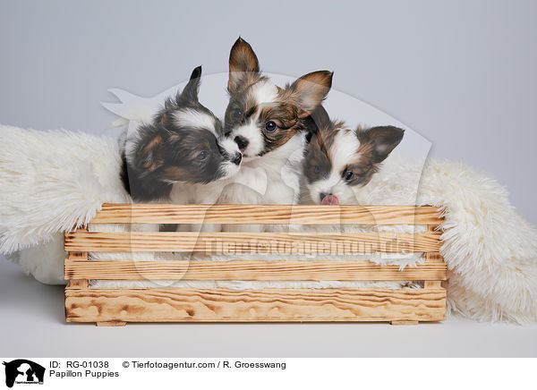 Papillon Welpen / Papillon Puppies / RG-01038