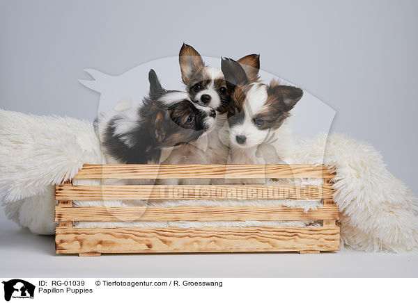 Papillon Welpen / Papillon Puppies / RG-01039